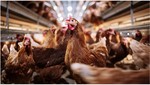 Bird flu could become deadlier if it mixes with seasonal flu viruses, experts warn