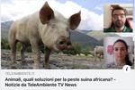 Animali, quali soluzioni per la peste suina africana?